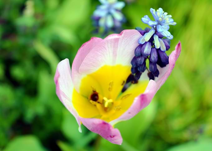 Spring time