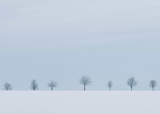 winter tree minimalistic