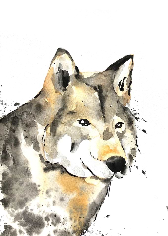 Animal