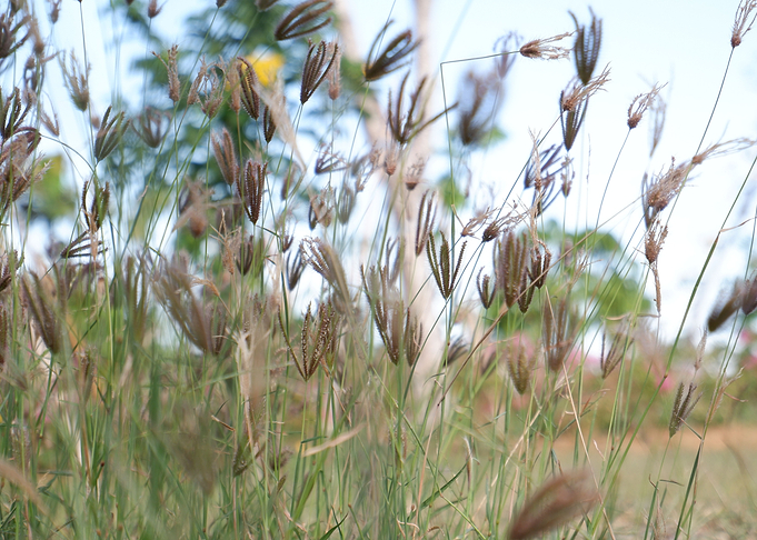 Beautiful Fresh Plant