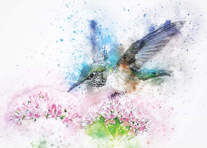 Hovering Hummingbird