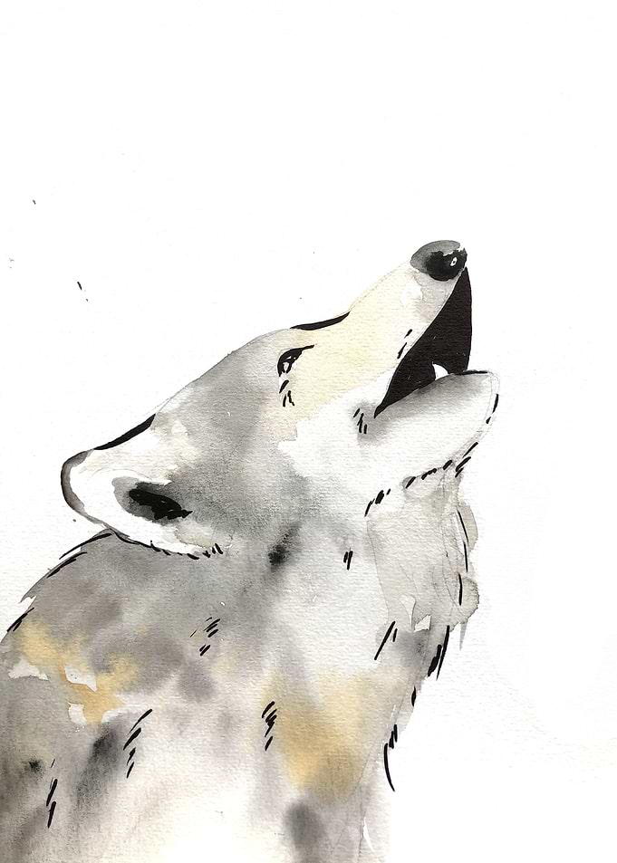 Animal