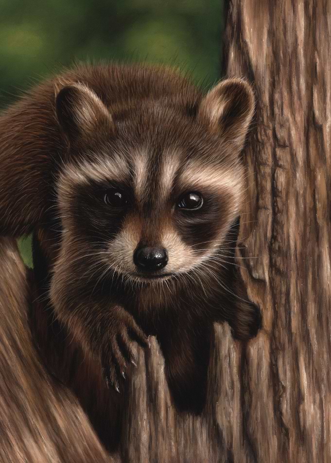 Raccoon