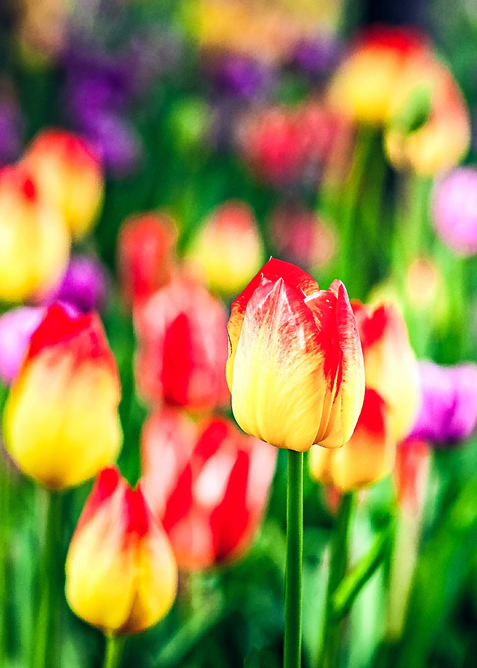 Yellow Red Tulip Flower