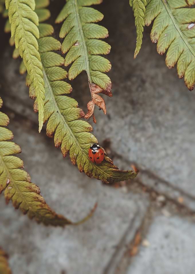 ladybug leaf