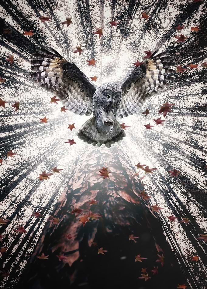 The Majestic Forest Owl