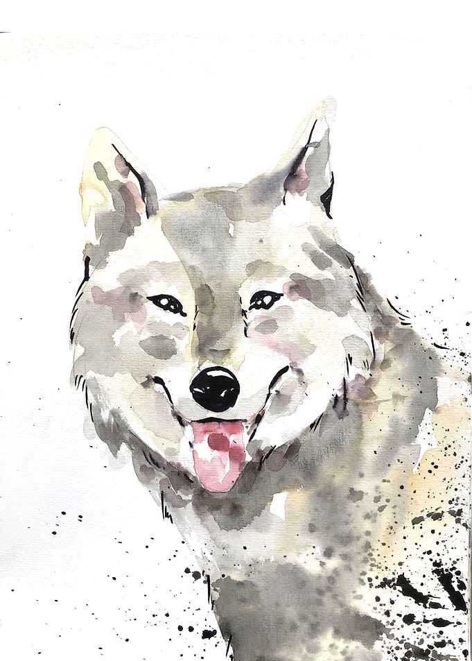 Animal