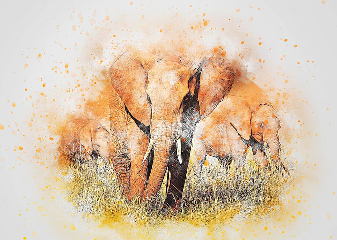 Three Elephants Roam