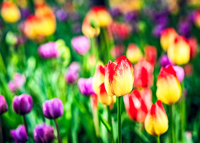 Yellow Red Tulip Flower