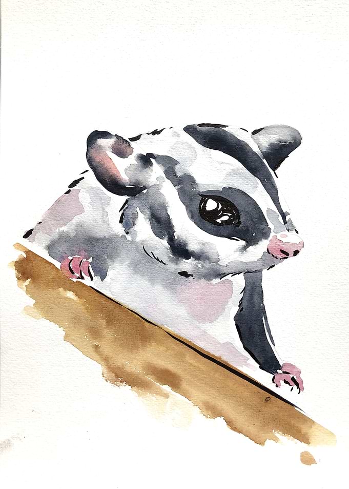 Animal