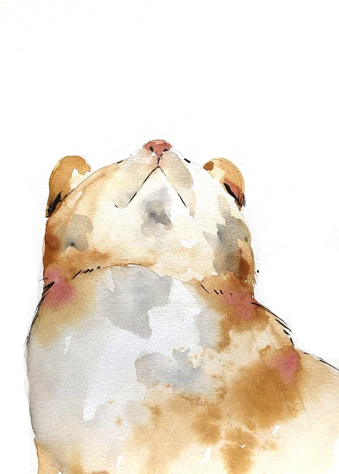 Animal