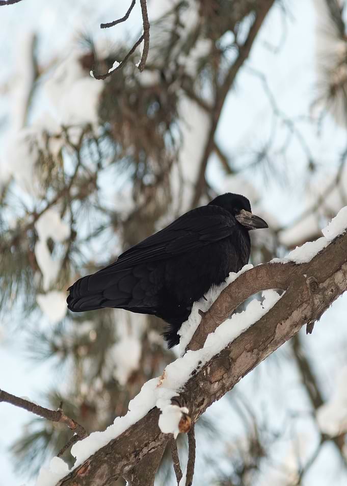 snow black bird