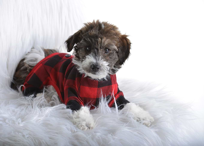 white grey costume dog
