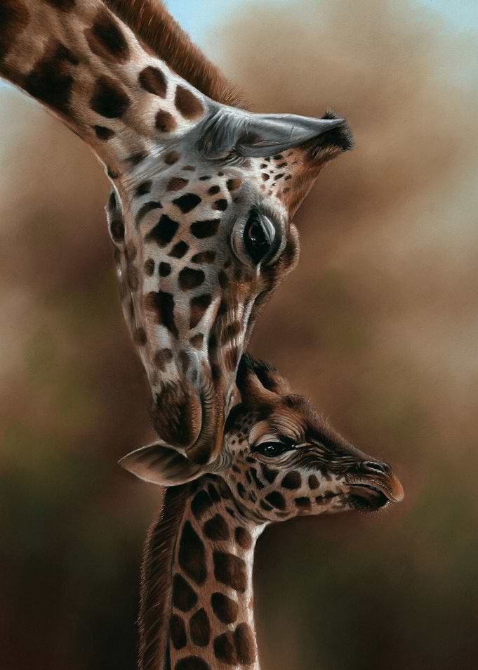 Giraffes