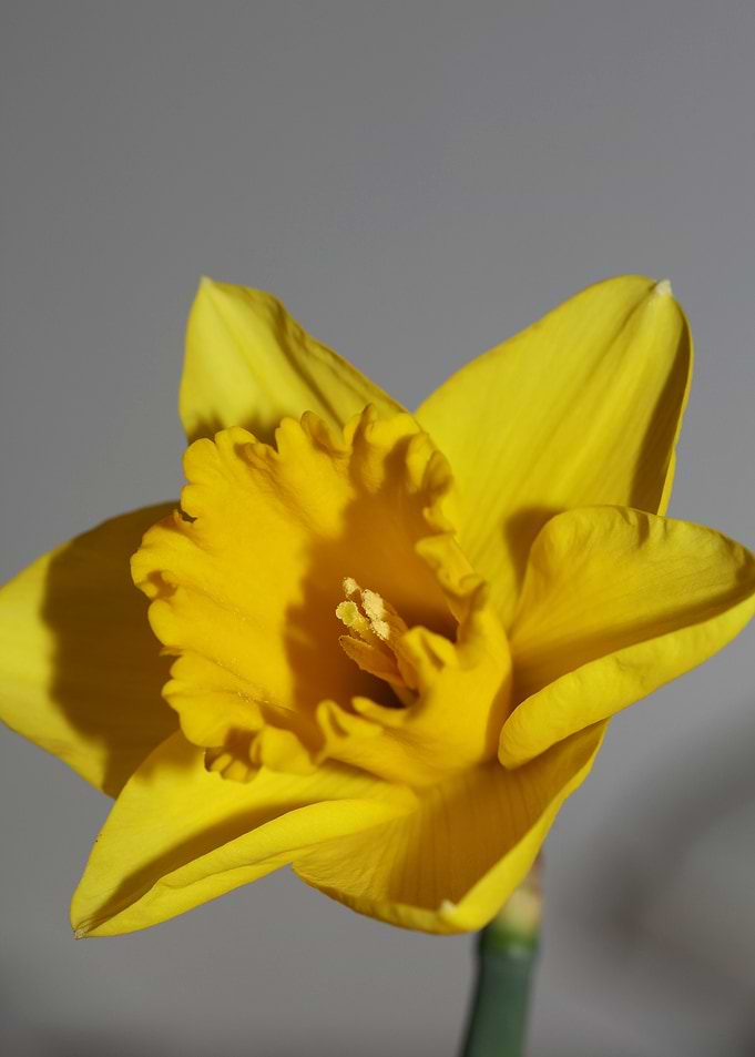 Narcissus pseudonarcissus