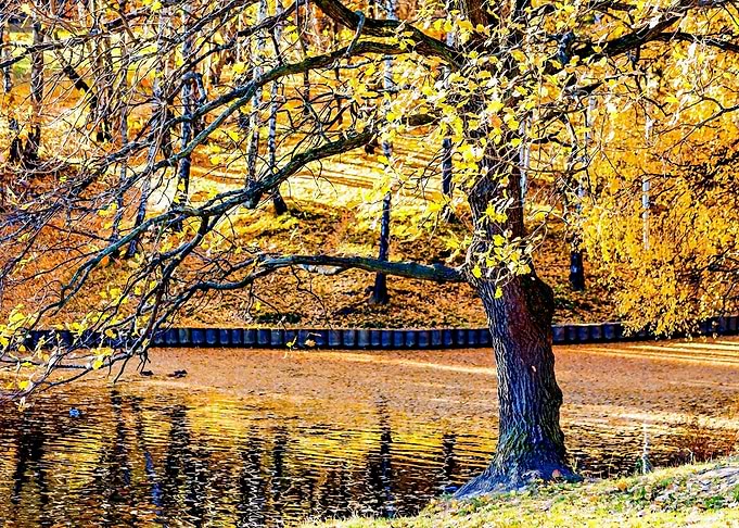 Oak Tree In Golden Autumn