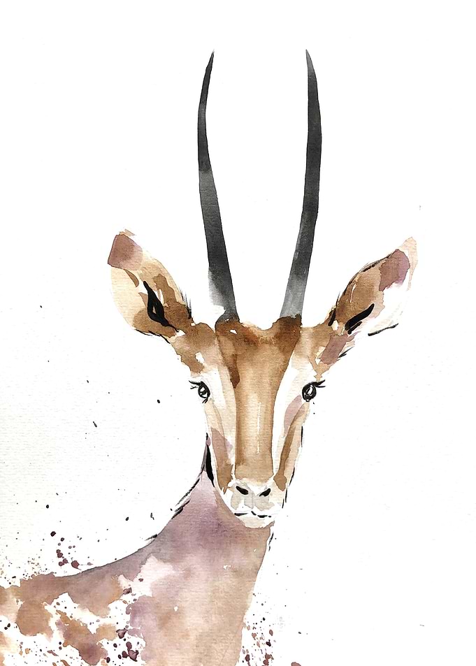 Animal