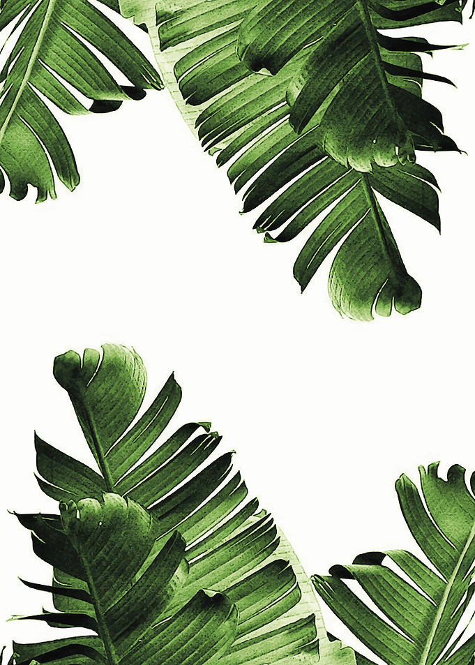 Banana leaves