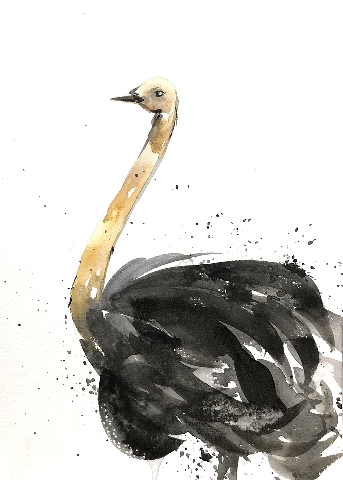 Animal