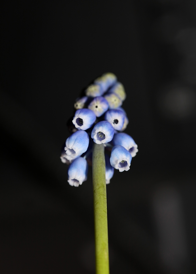 Muscari neglectum closeup