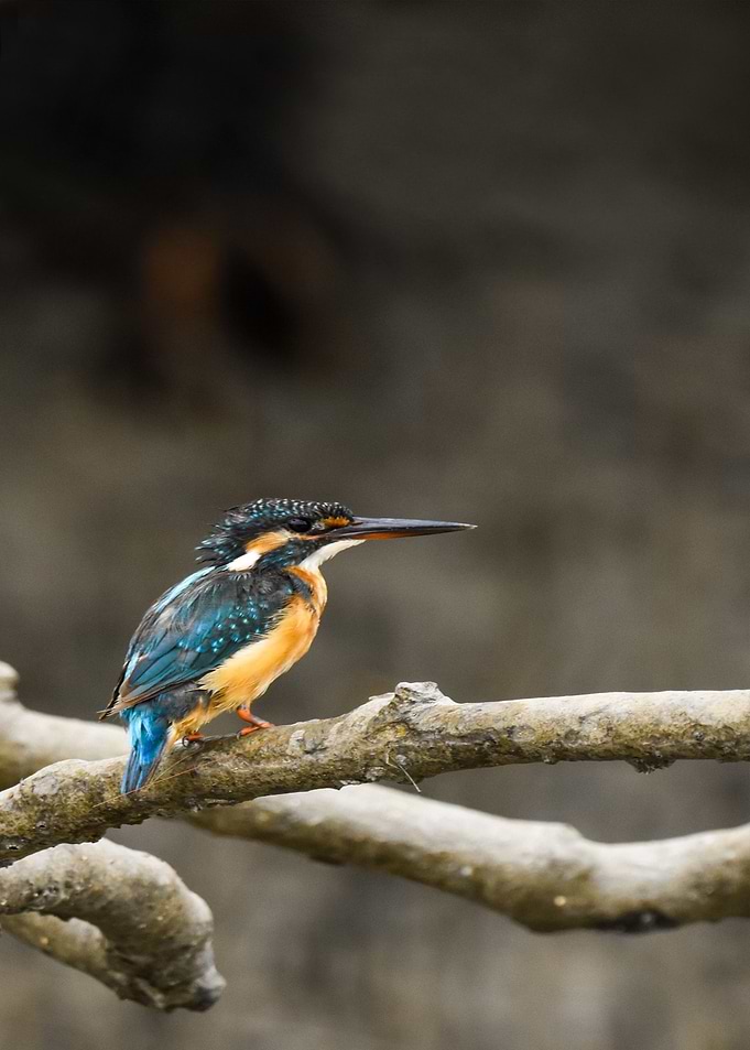 orange blue bird