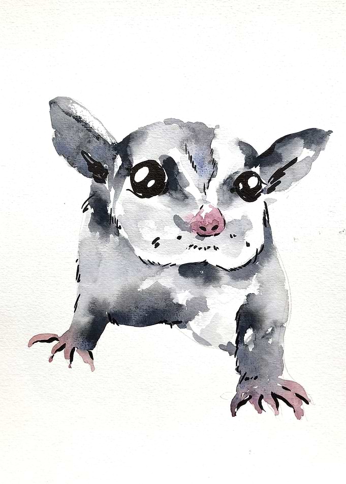 Animal