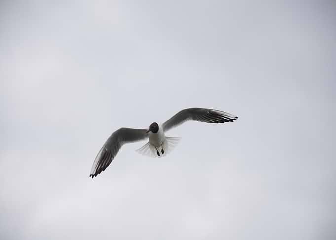 seagull