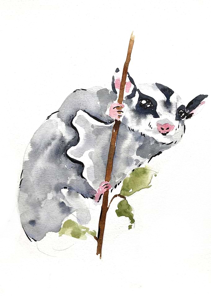 Animal