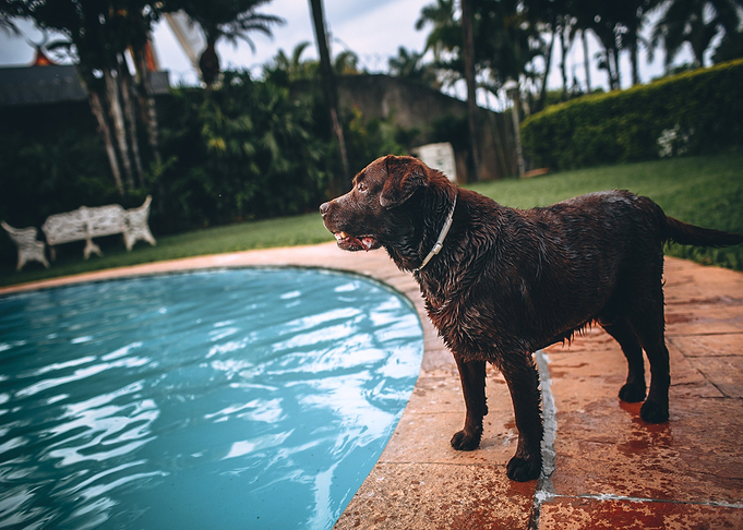 brown dog swimming