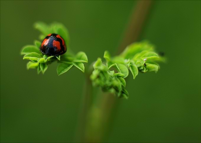 leaves green ladybug