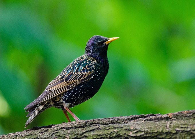 black green bird