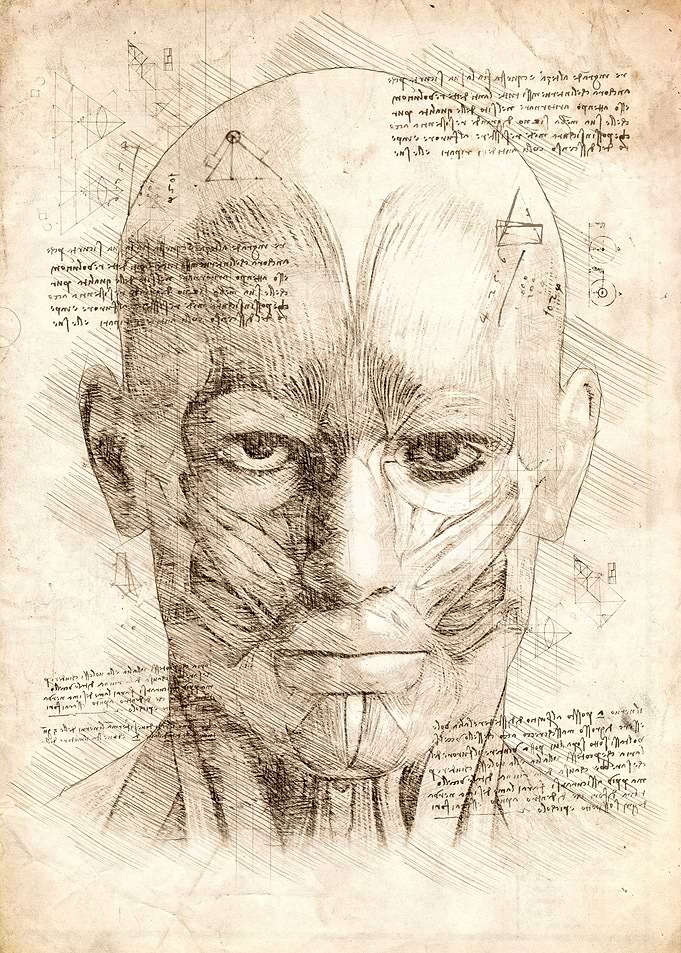 Human Head Face Muscles