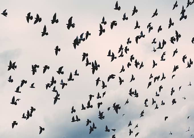 beack bird flying