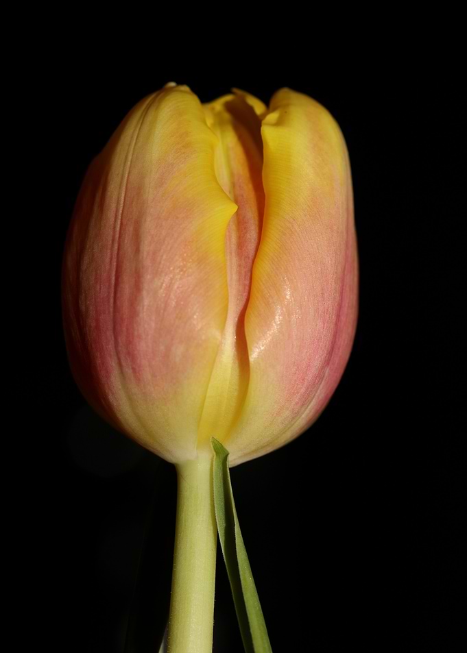Tulipa flower macro prints