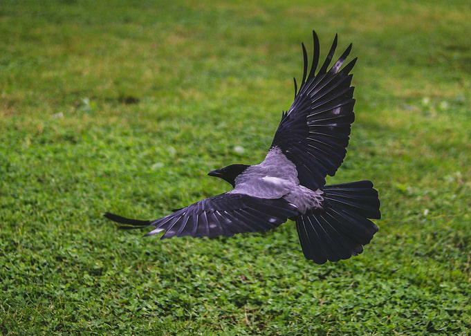 crow flying green grass