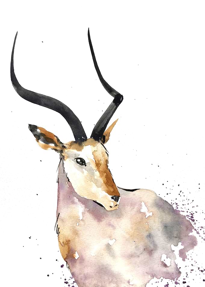 Animal