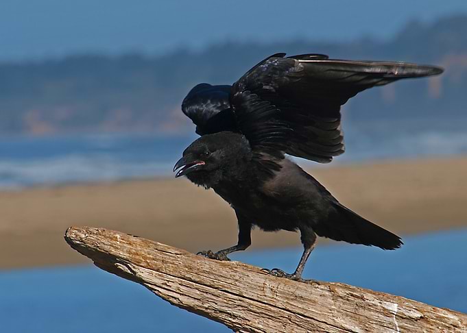 wood beak bird black