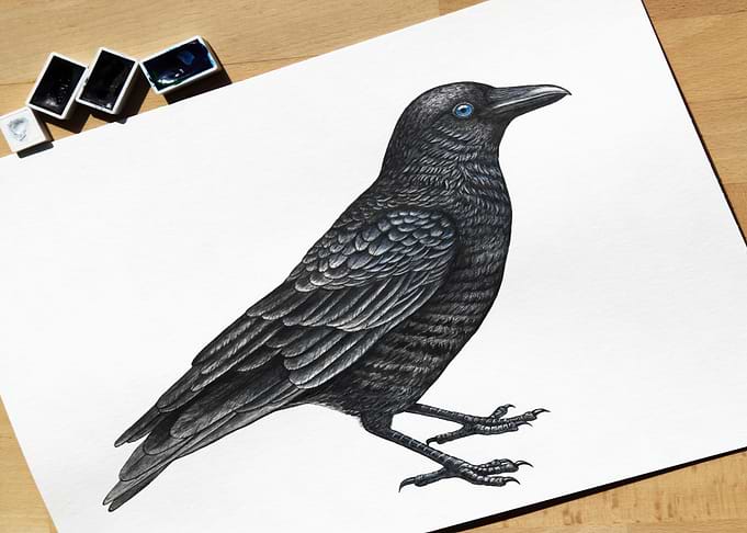 crow black bird