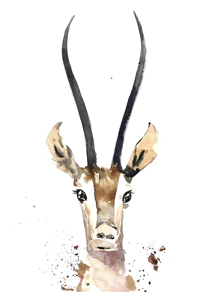 Animal