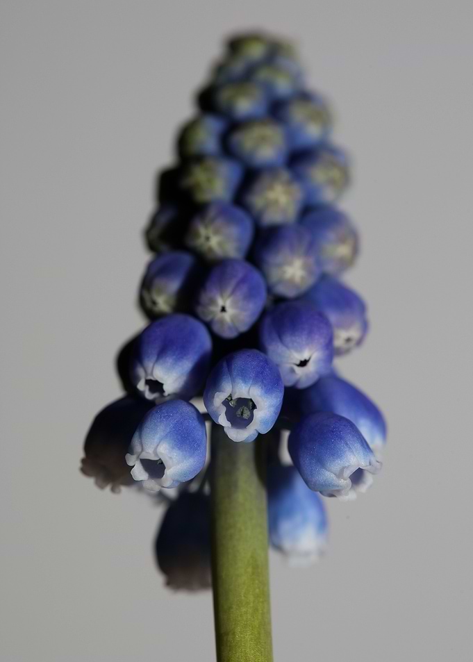 Muscari neglectum closeup
