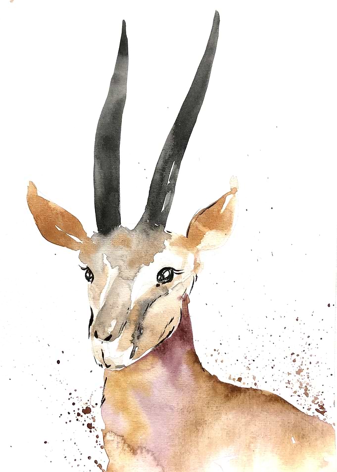 Animal