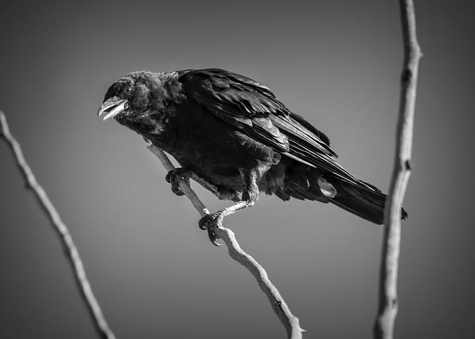 tree bird black
