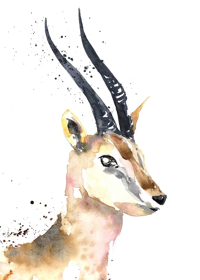 Animal