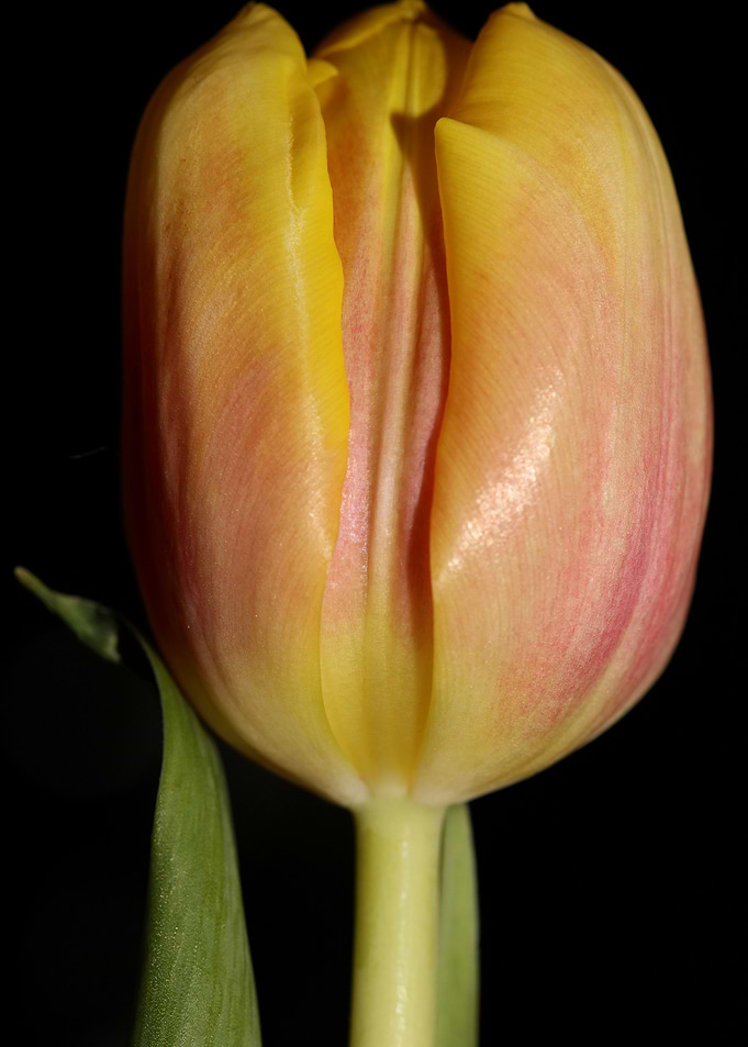 Tulipa flower macro prints