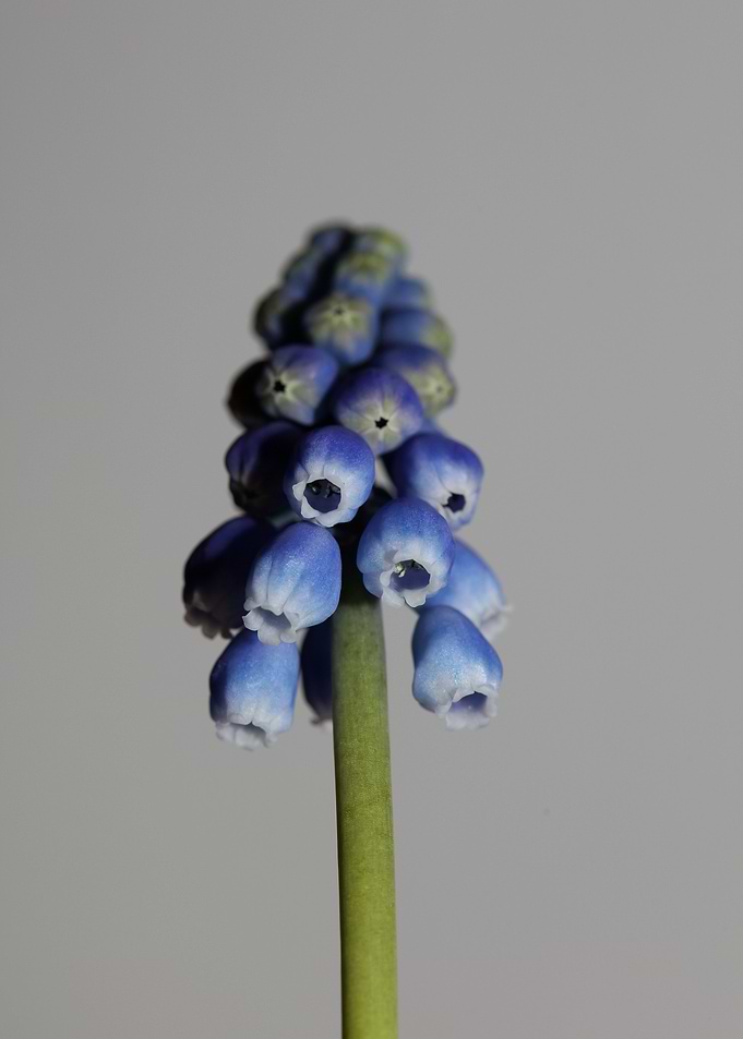 Muscari neglectum closeup
