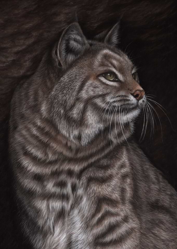 Bobcat