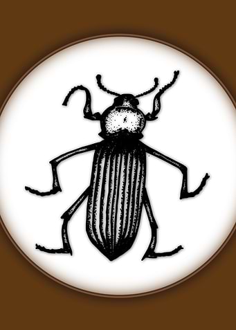 A bug on a spotlight