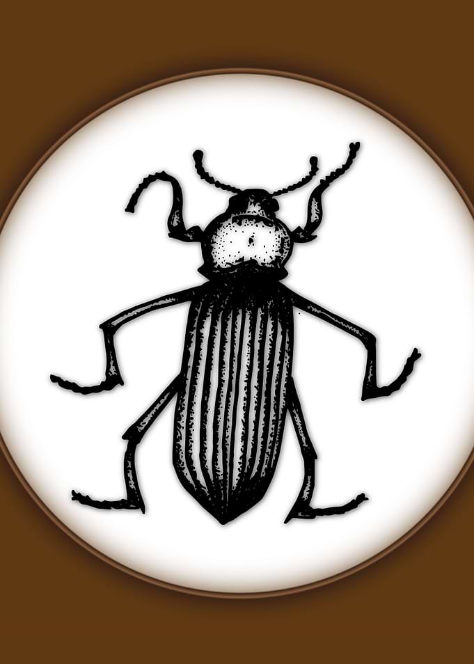 A bug on a spotlight