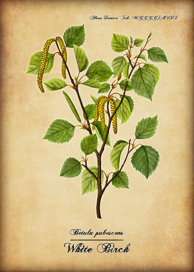 White Birch
