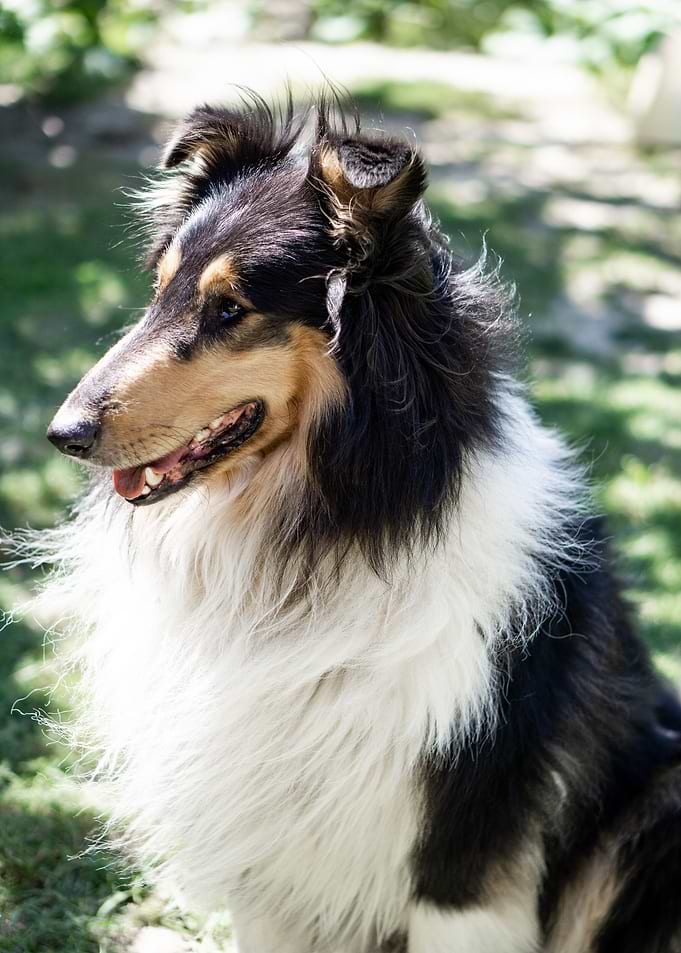 dog white black